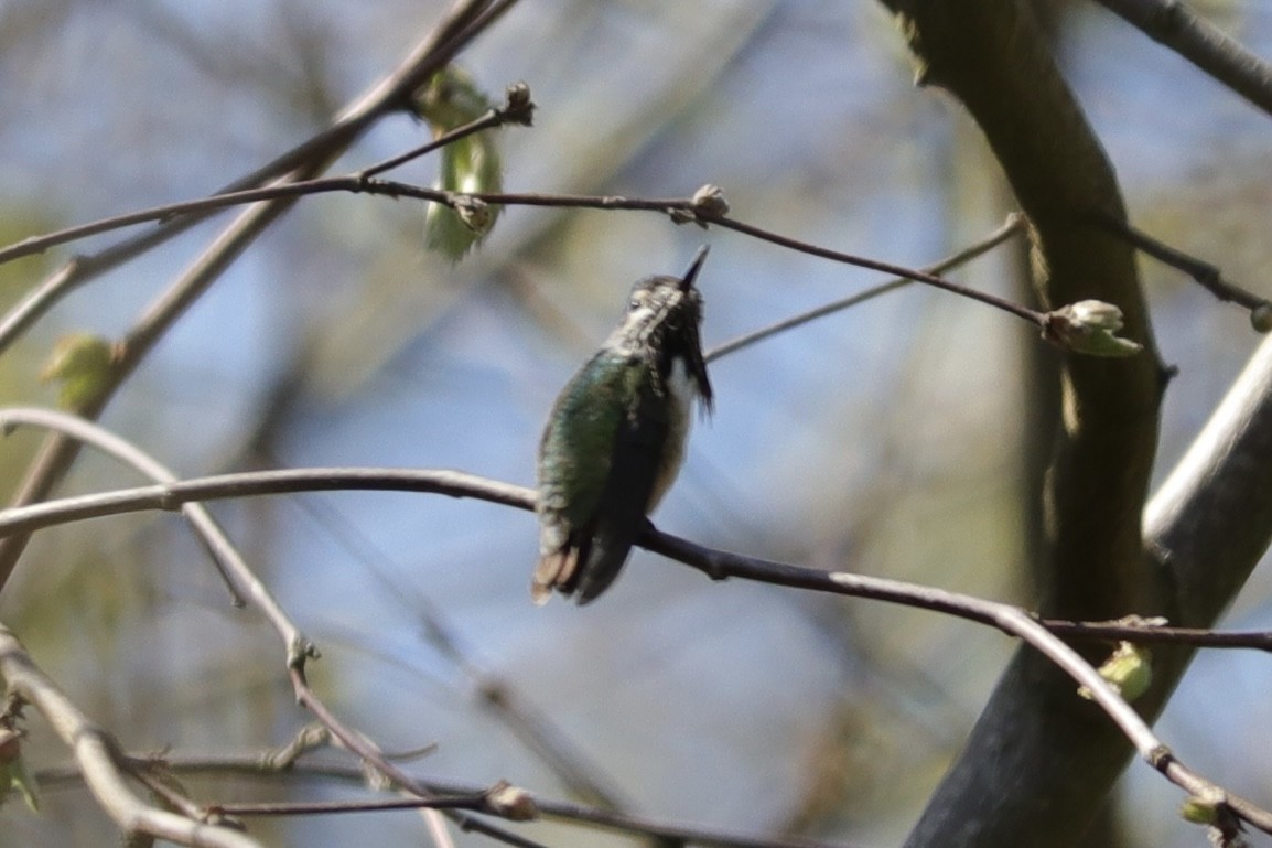 Calliope Hummingbird - ML563797581