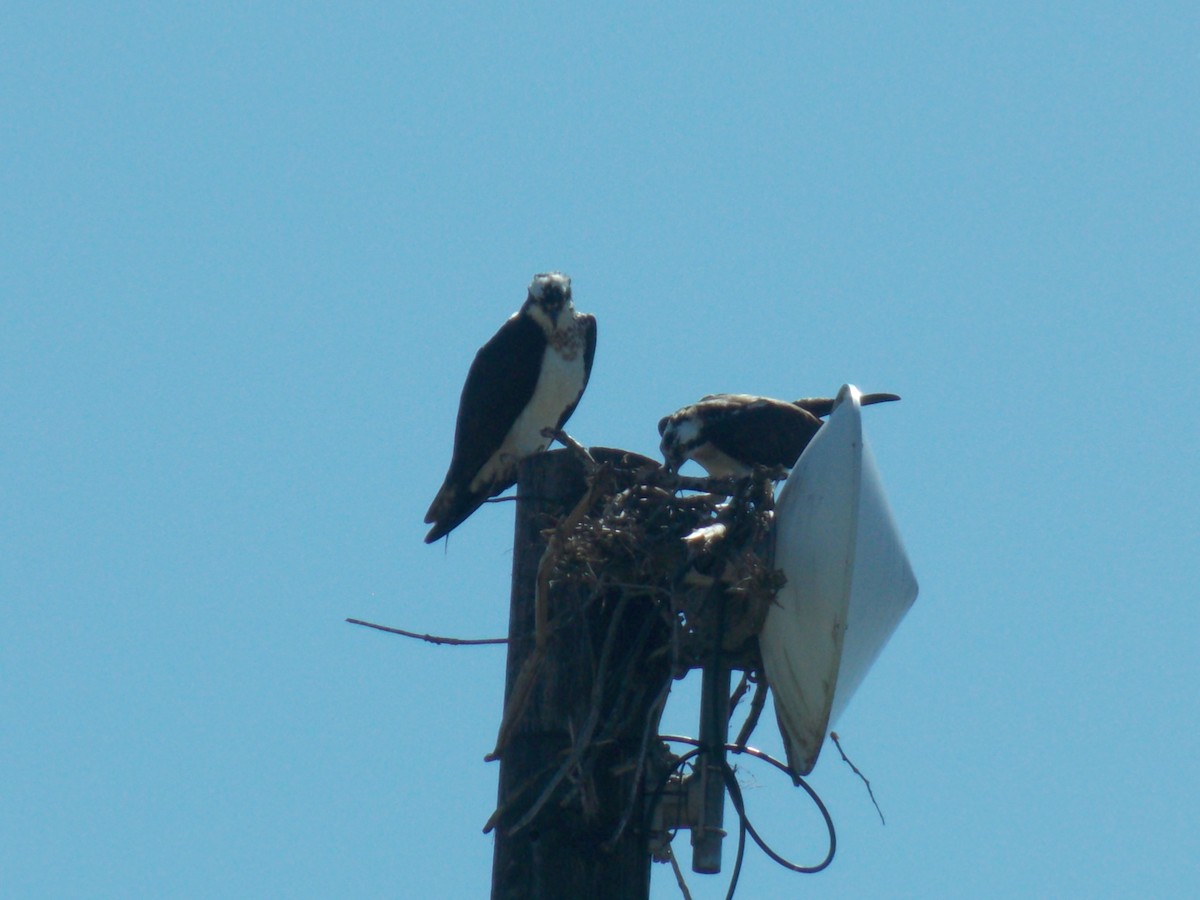 Águila Pescadora - ML563797761