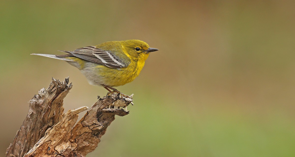 Pine Warbler - Ryan Schain