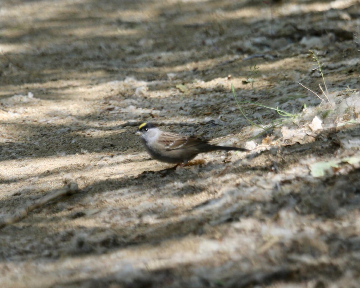 Golden-crowned Sparrow - ML56379871