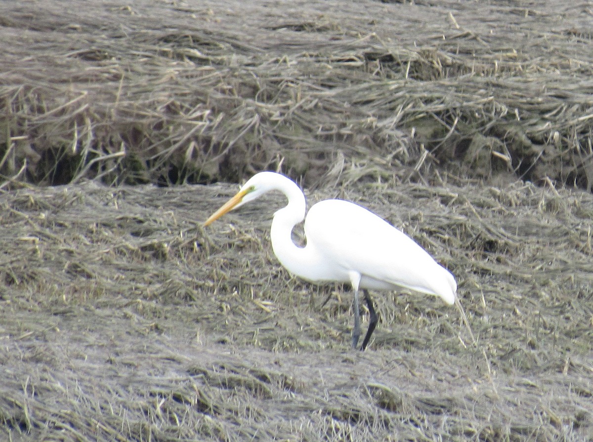 Great Egret - ML56379901