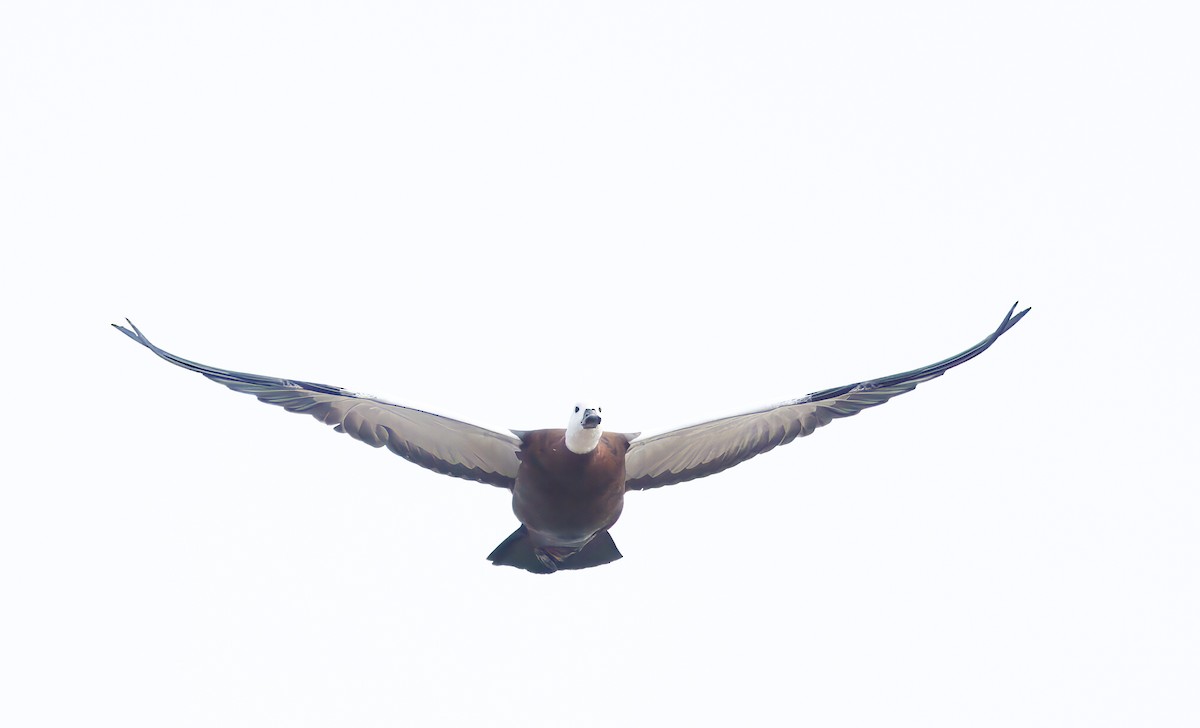 Paradise Shelduck - ML563799101