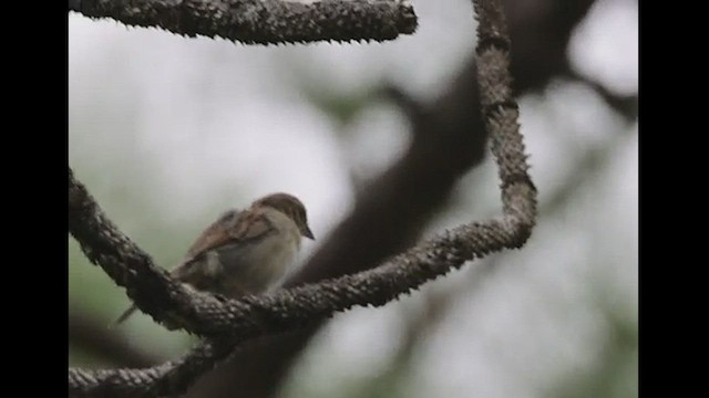 Bachman's Sparrow - ML563801041