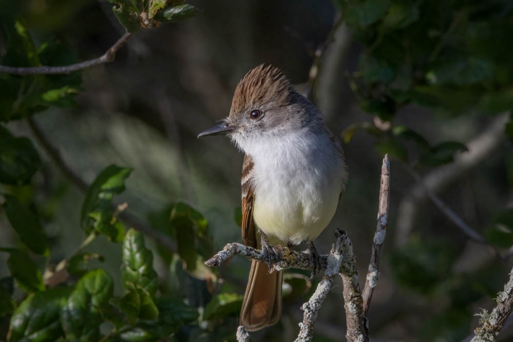 Ash-throated Flycatcher - Ryan Wallace