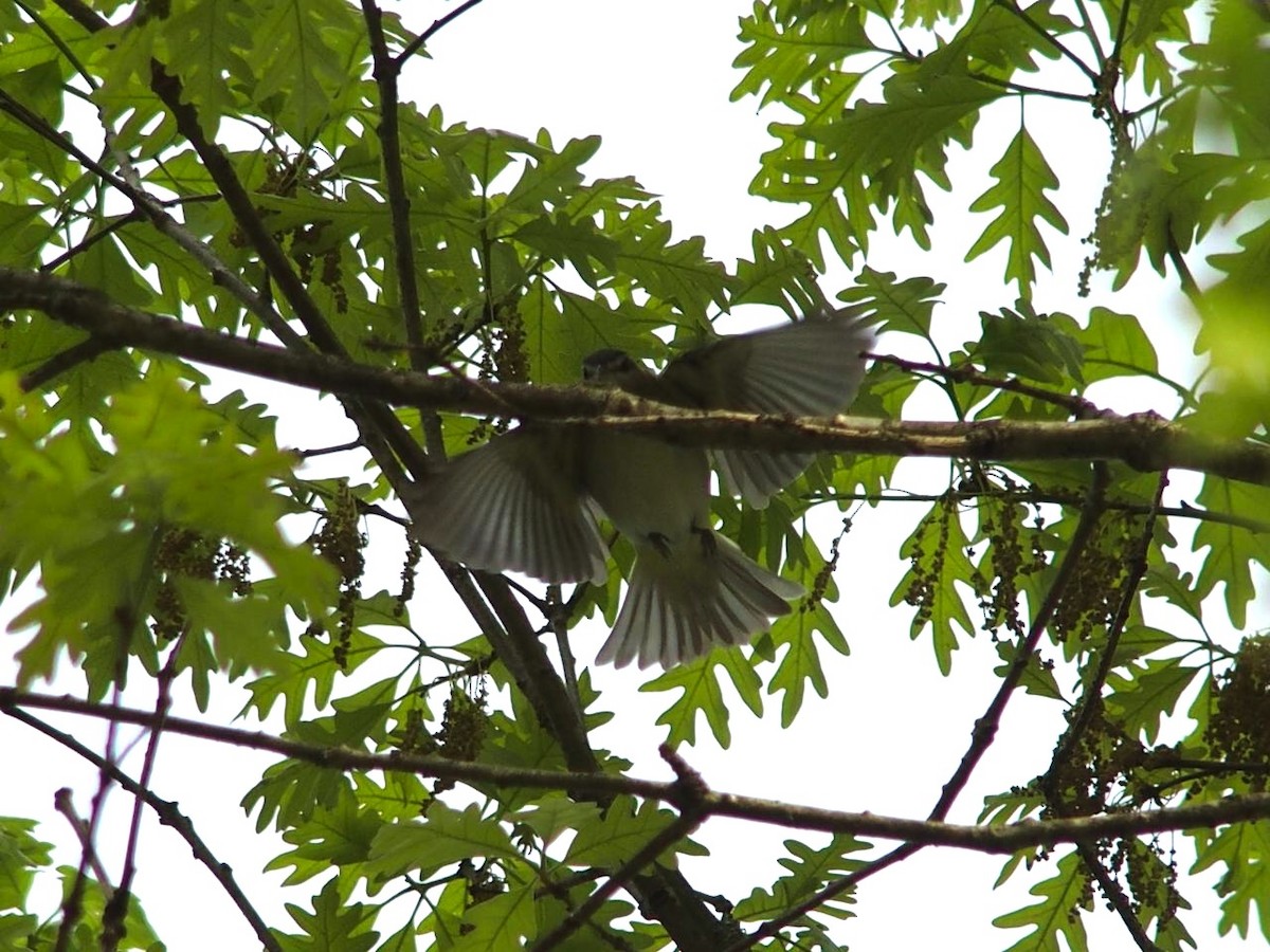 Red-eyed Vireo - Takayuki Uchida