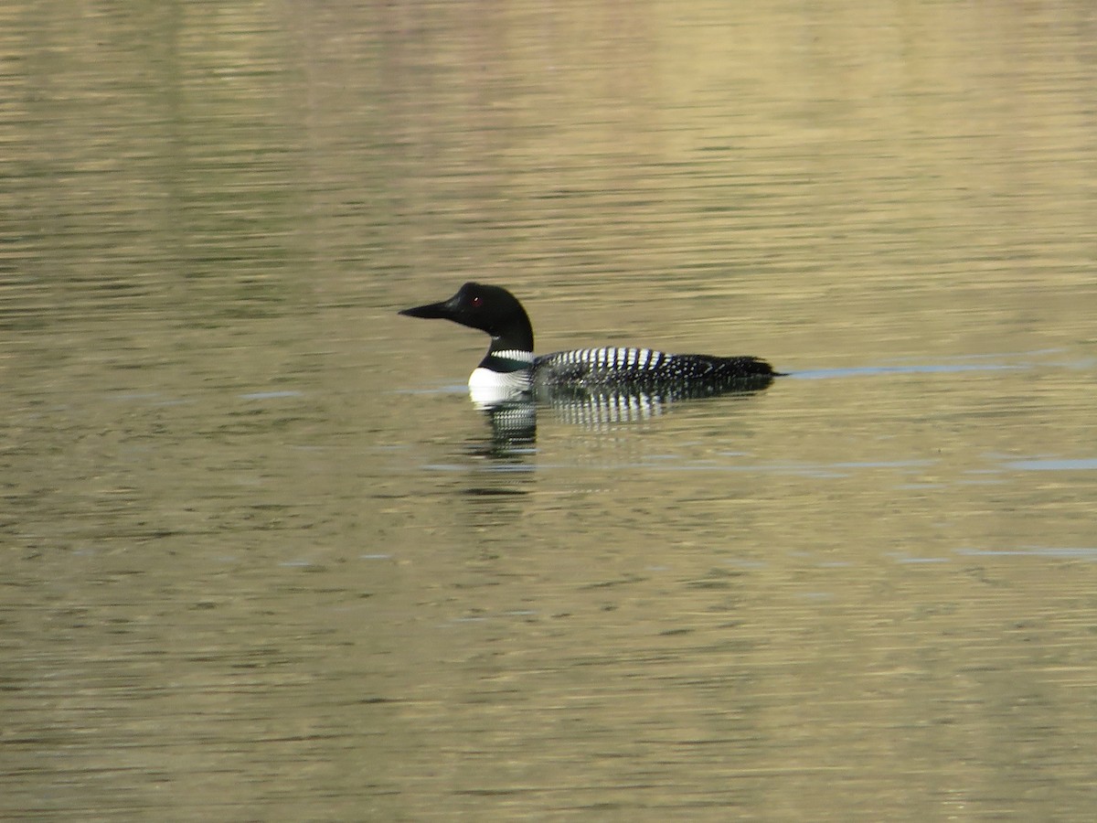 Plongeon huard - ML563802051