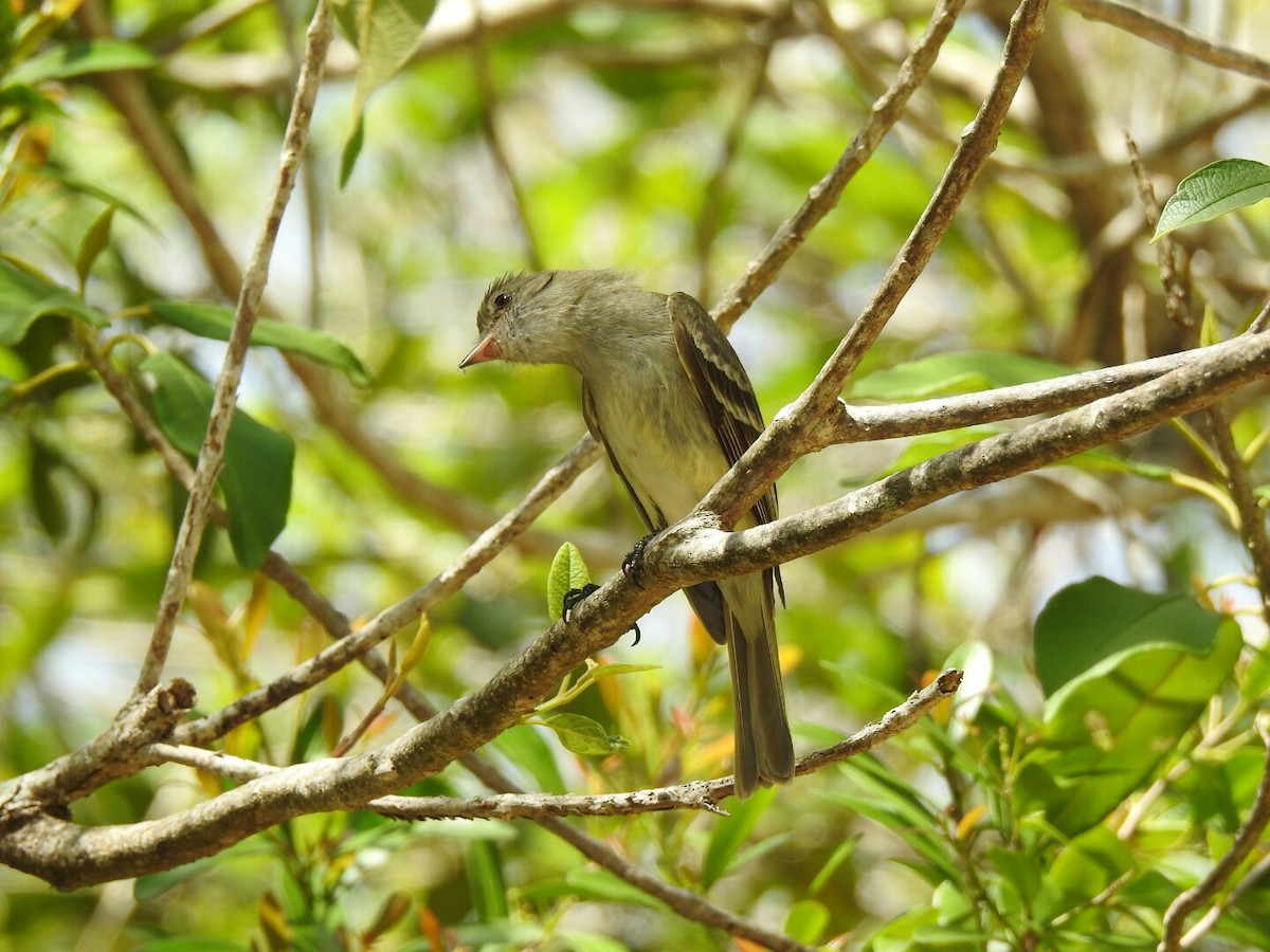 カリブシラギクタイランチョウ - ML56380221