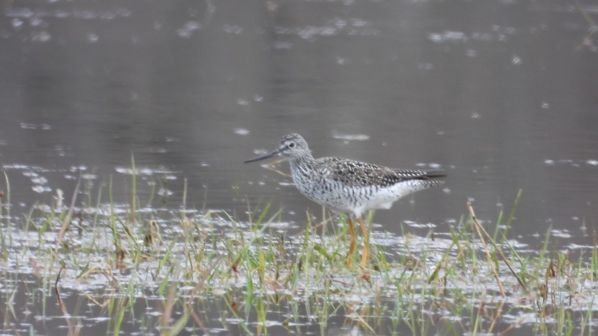 Greater Yellowlegs - ML563803311