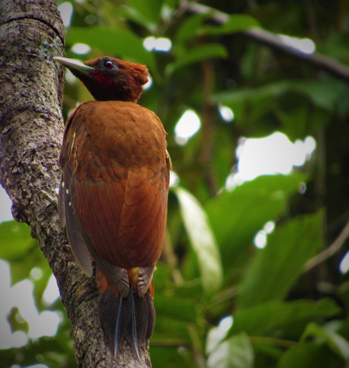 Chestnut Woodpecker - ML563804061