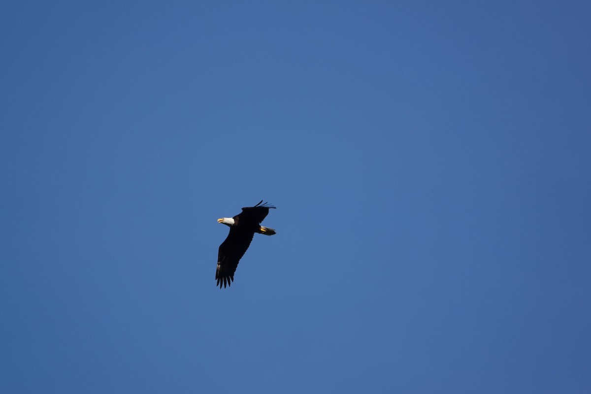 Bald Eagle - ML563805511