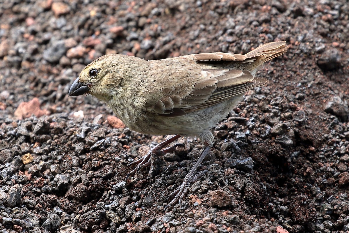 ML563805521 - Small Tree-Finch - Macaulay Library