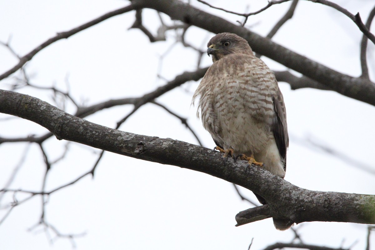 Broad-winged Hawk - Lindsey Kunkel