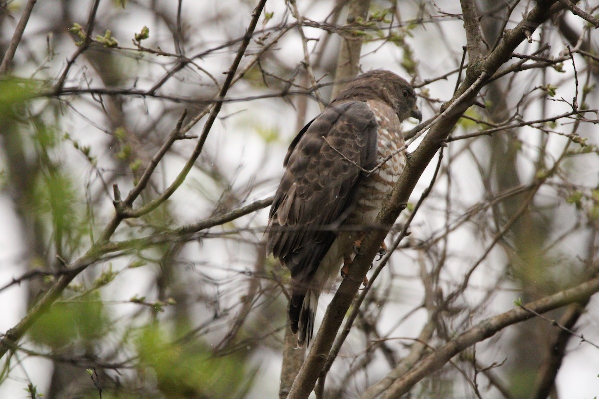 Broad-winged Hawk - ML563805591