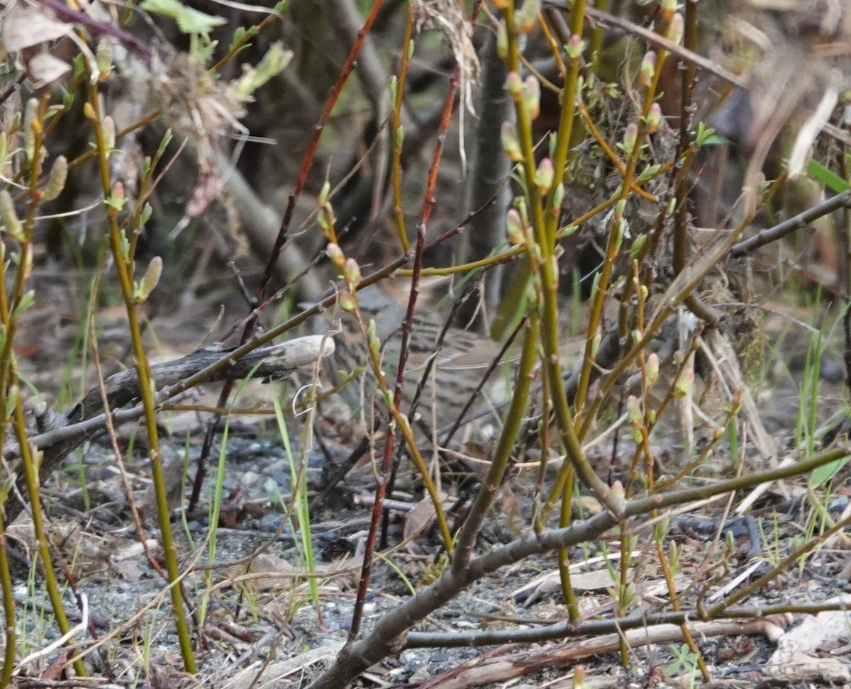 Lincoln's Sparrow - ML563806121