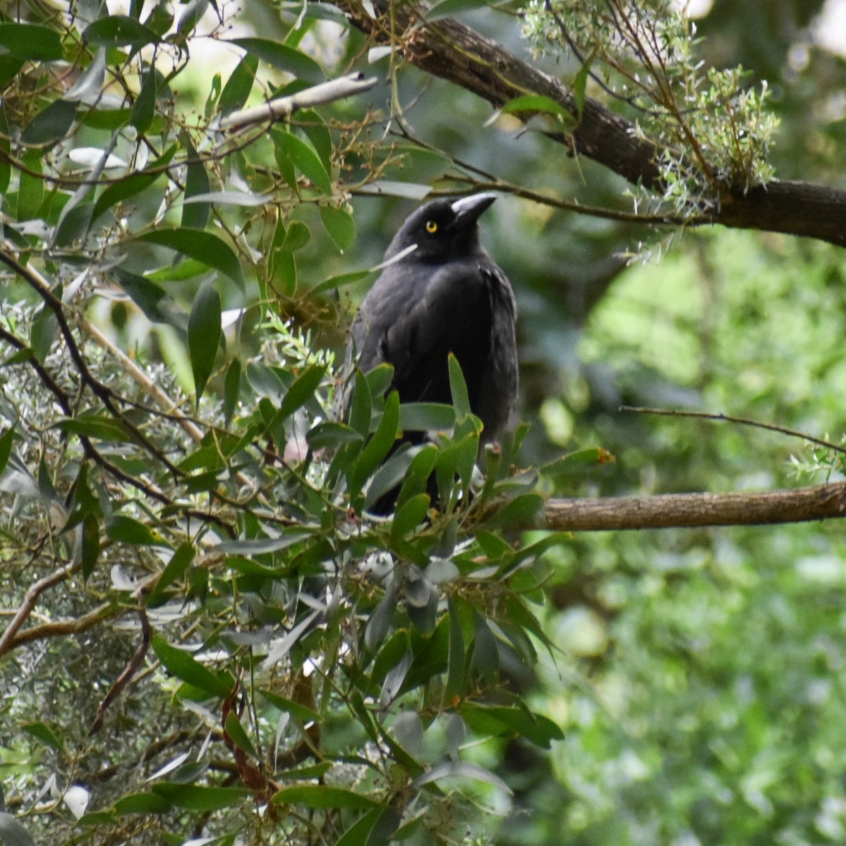Pied Currawong - ML563806631