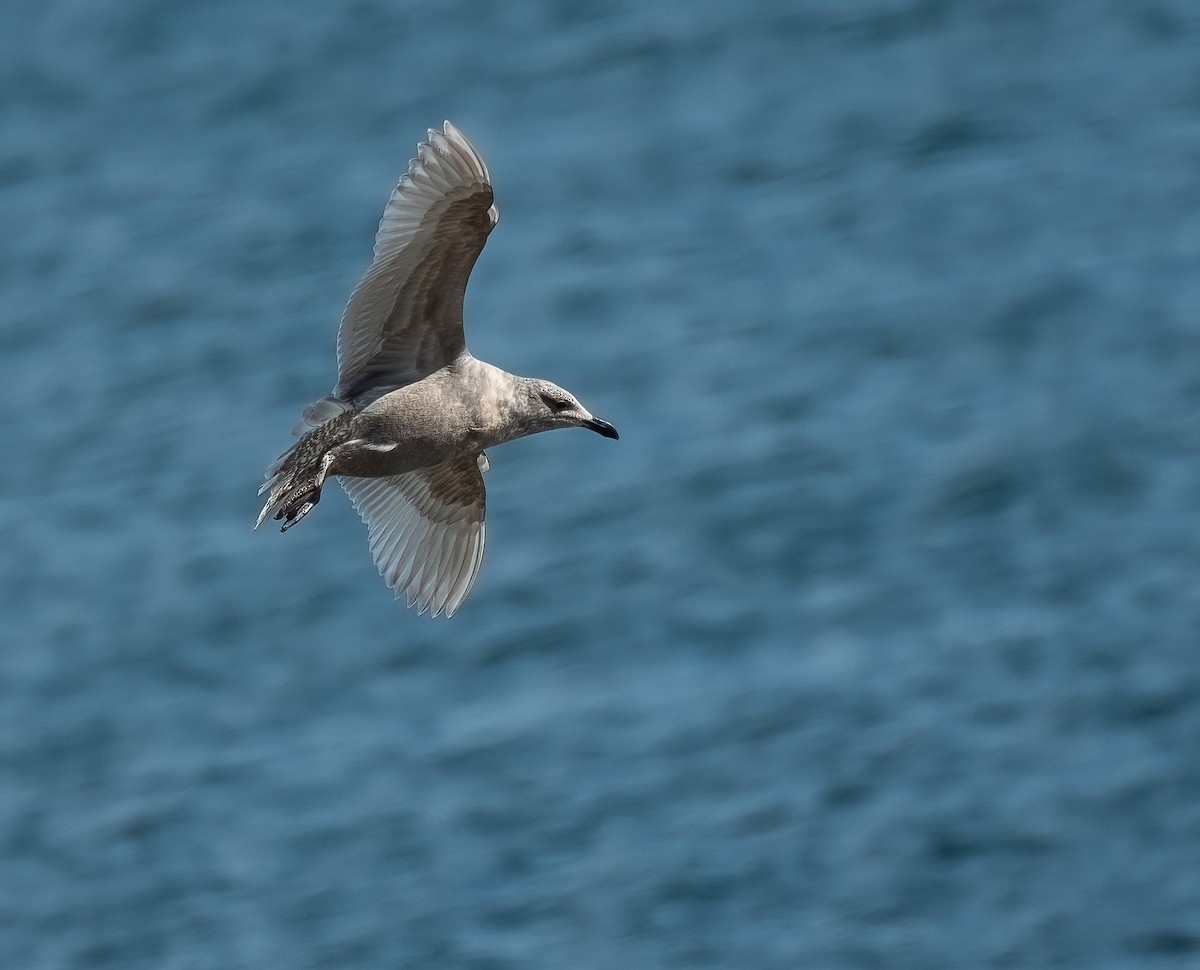 Glaucous-winged Gull - ML563806801