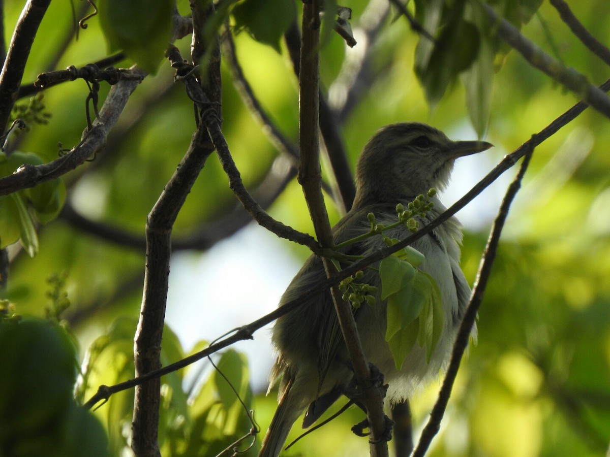 Yucatan Vireo - ML56380821