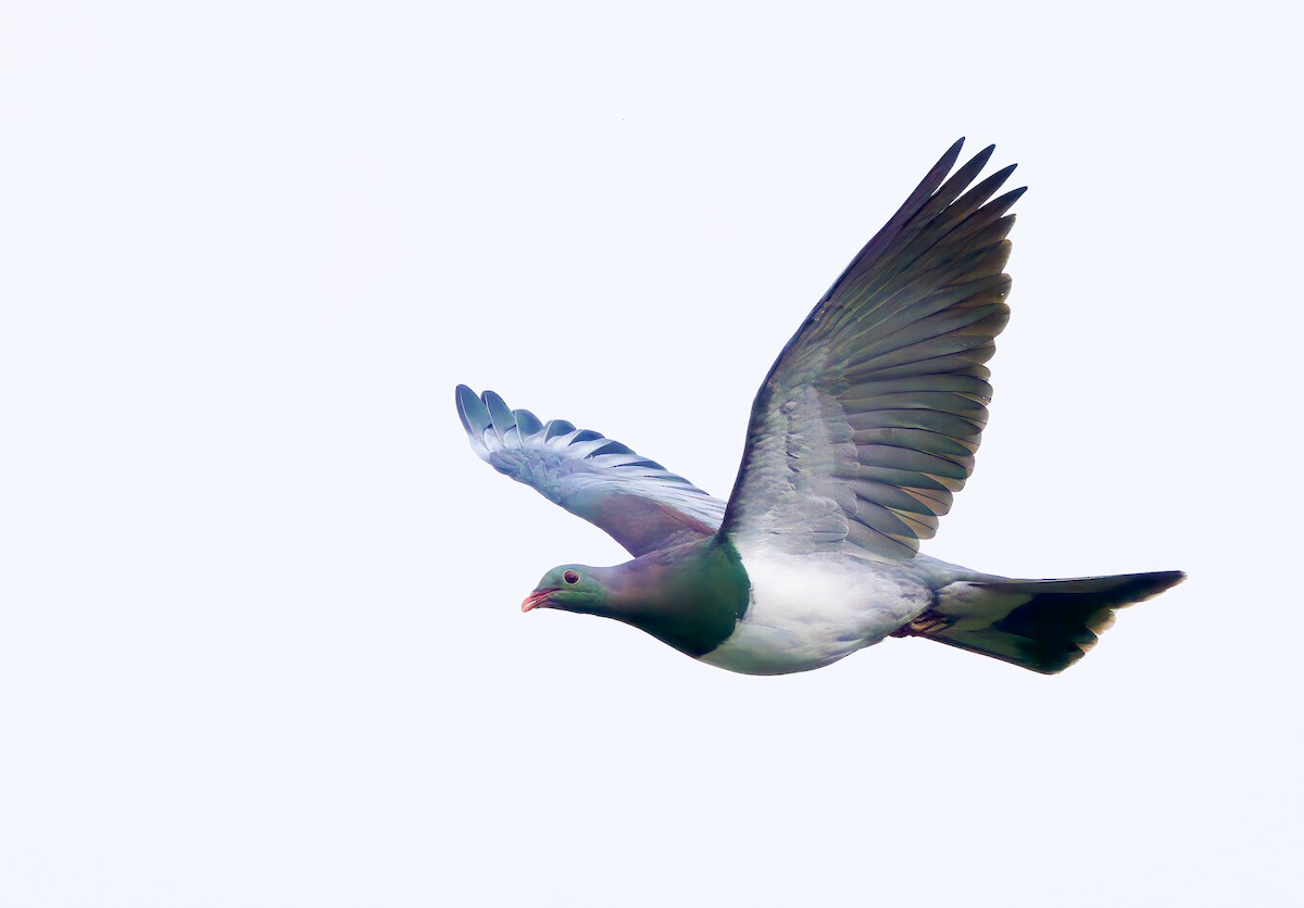 New Zealand Pigeon - ML563808541