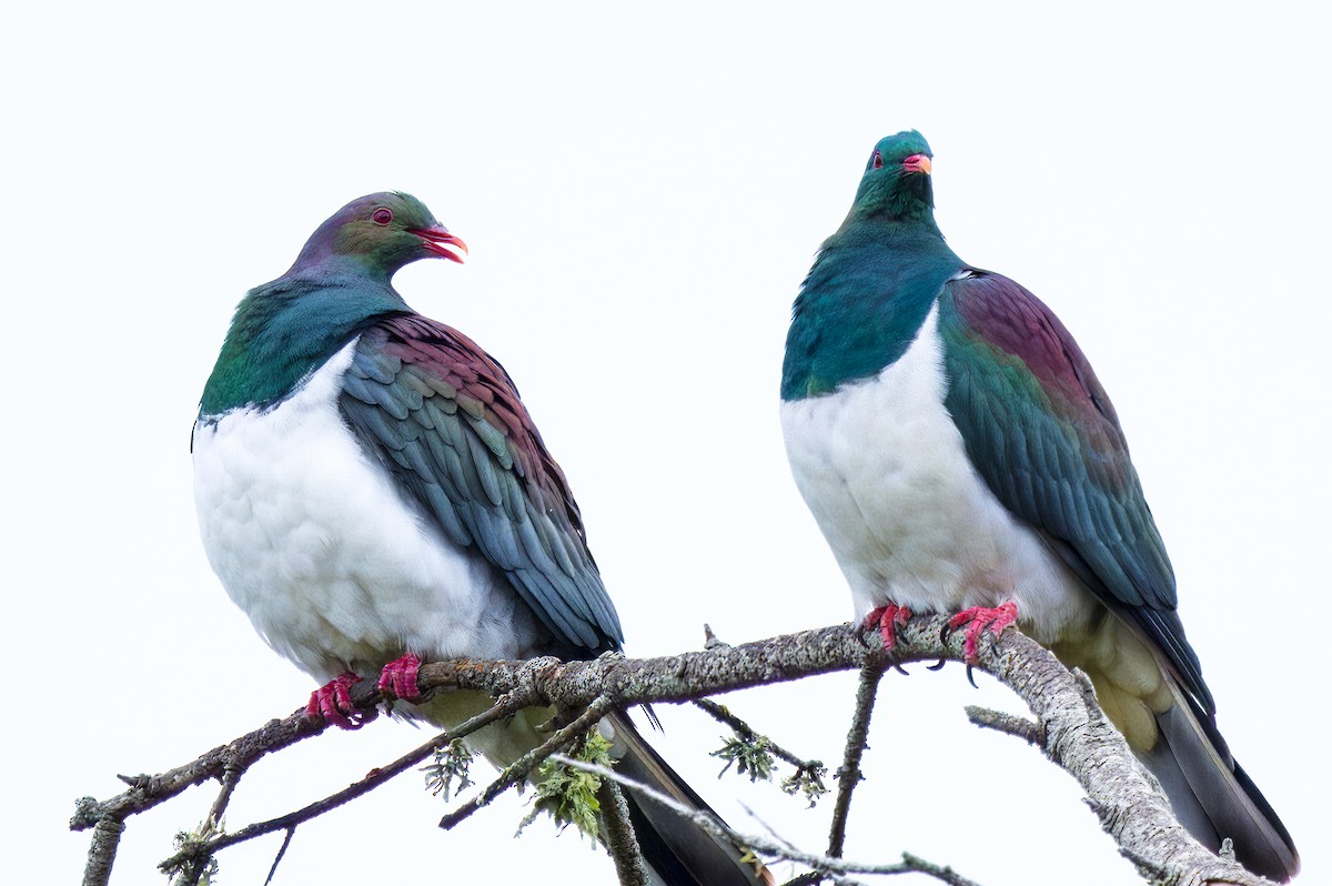 New Zealand Pigeon - ML563808551