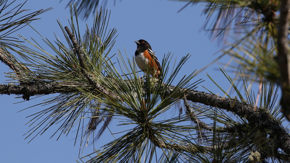 Spotted Towhee - ML563808621