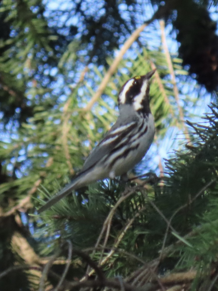 Black-throated Gray Warbler - Anonymous