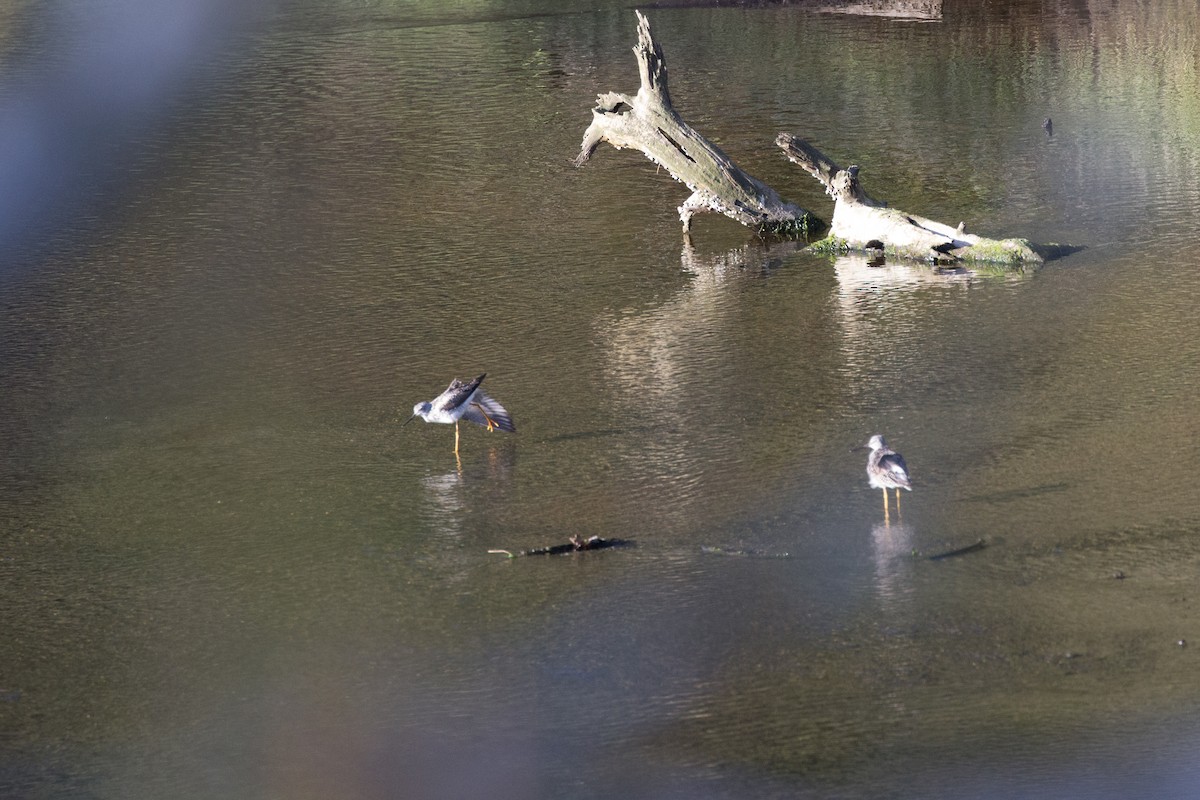 Charadriiformes, unbestimmt - ML563809861