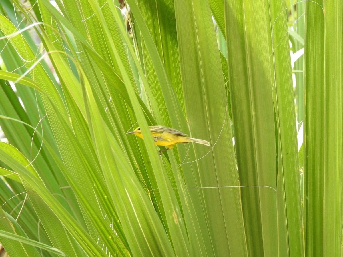 Vitelline Warbler - ML56380991