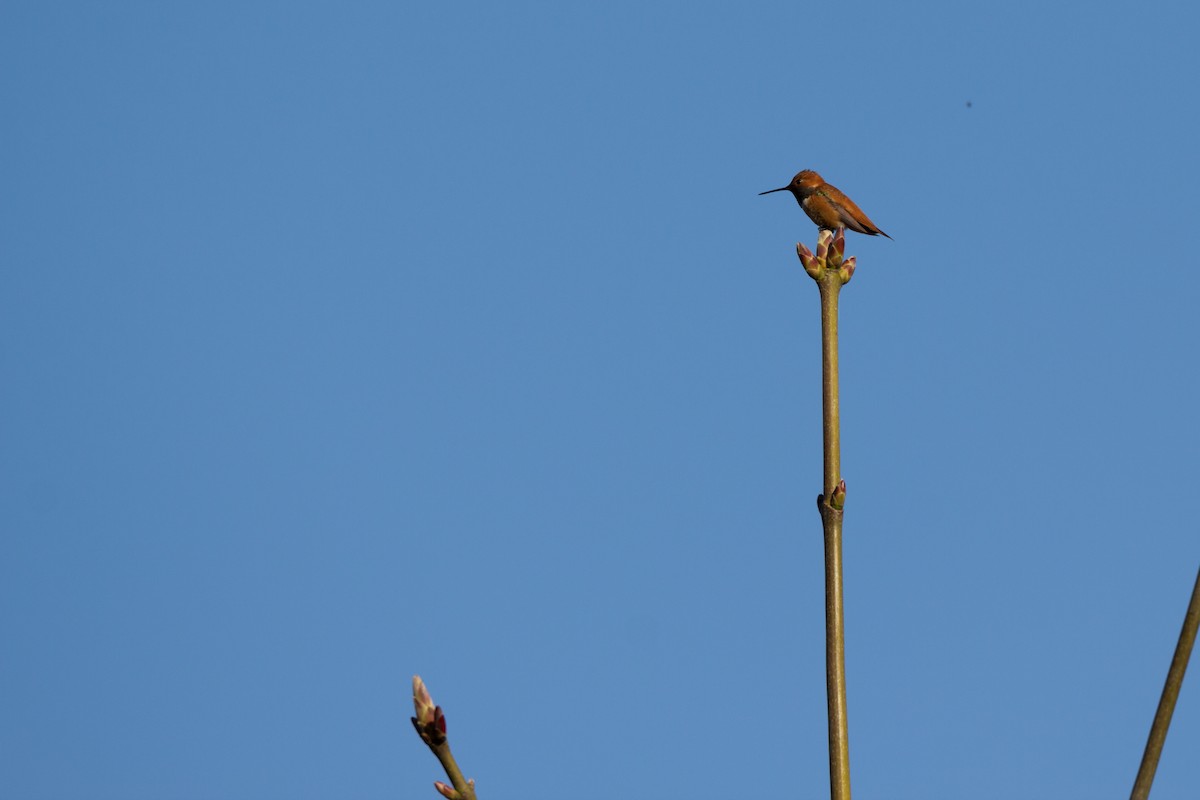 Rufous Hummingbird - ML563810061