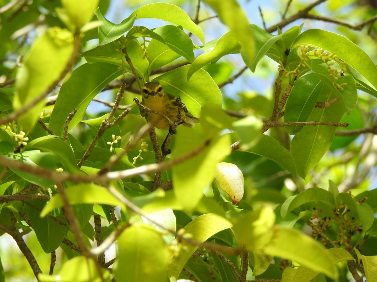 Vitelline Warbler - ML56381031