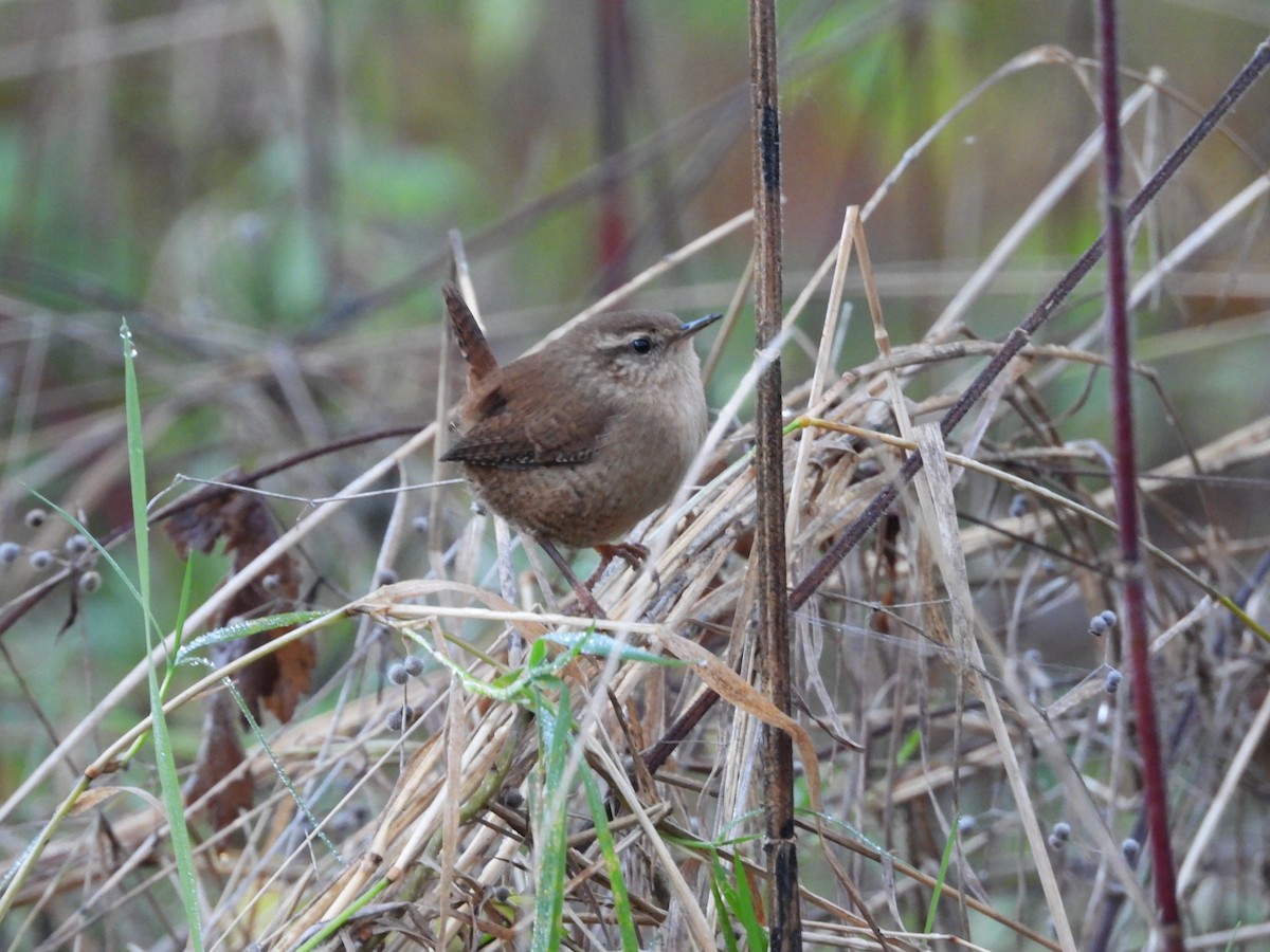 Eurasian Wren (British) - Zhuofei Lu