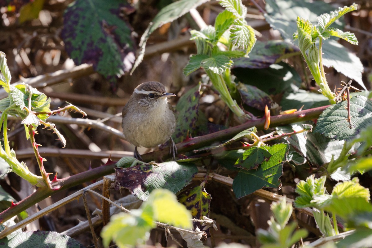 Bewick's Wren - ML563810461