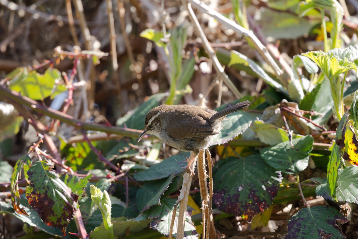 Bewick's Wren - ML563810471