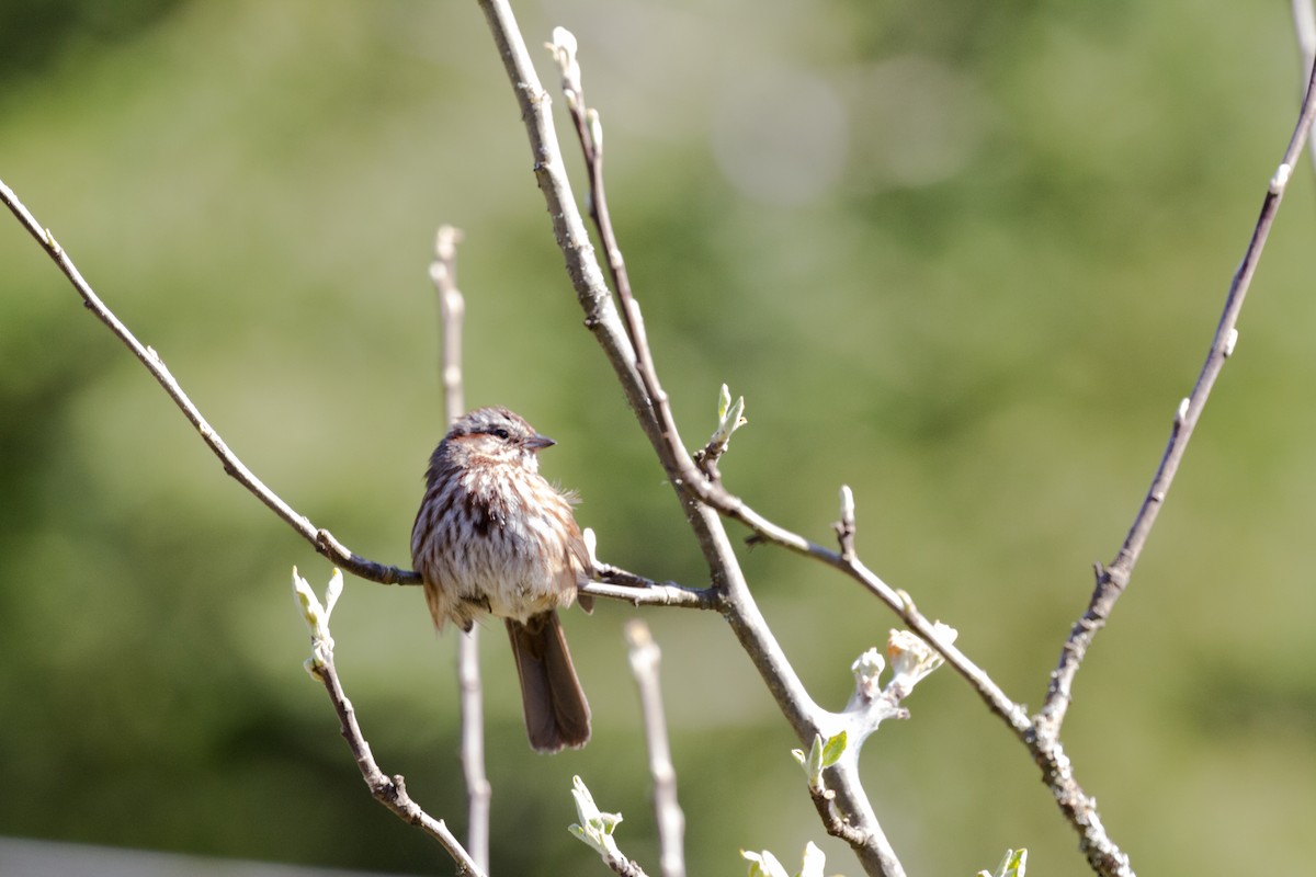 Song Sparrow - ML563810611