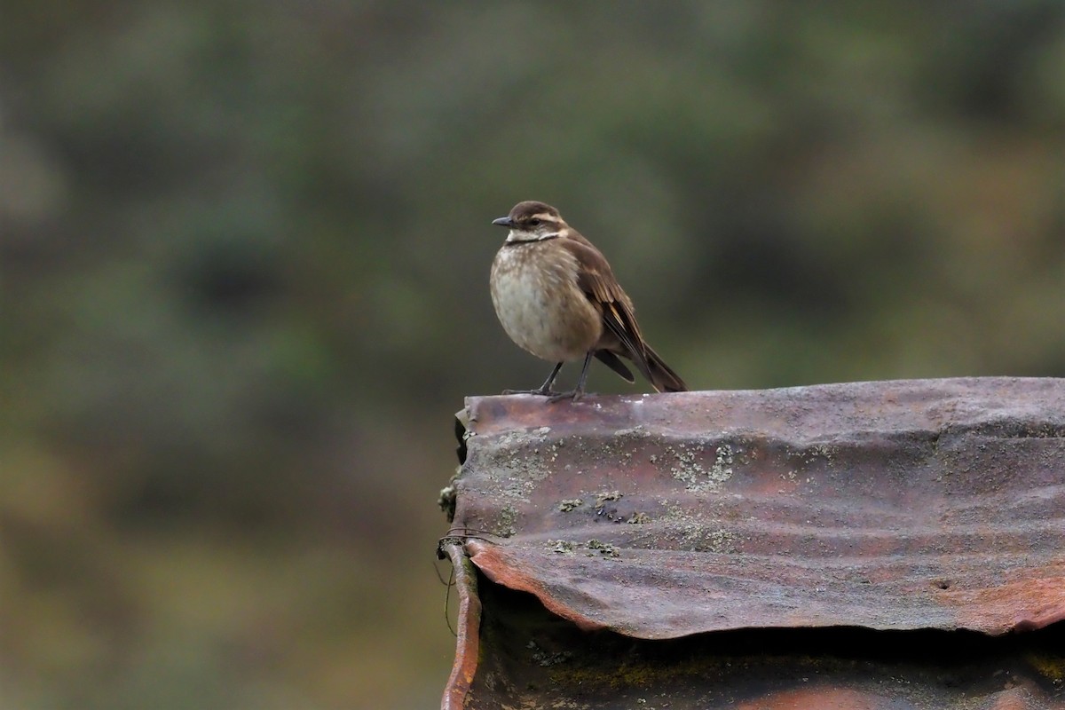 Chestnut-winged Cinclodes - Nick  Kontonicolas