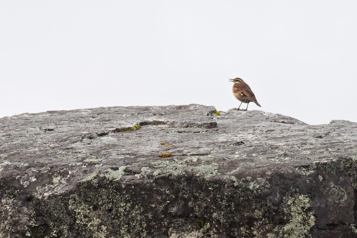 Chestnut-winged Cinclodes - Nick  Kontonicolas