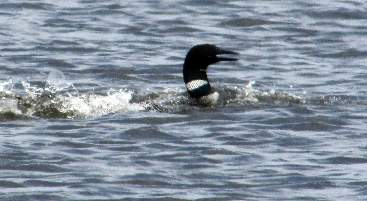 Common Loon - ML56381071