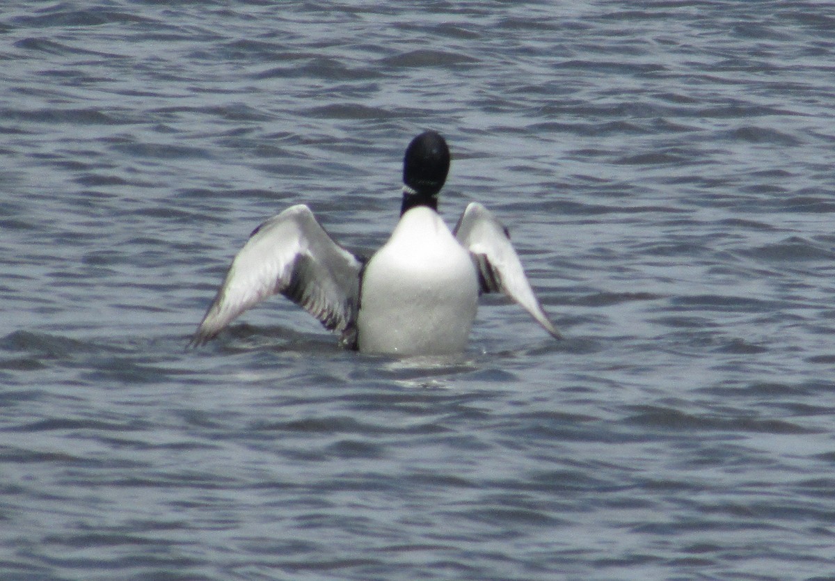 Plongeon huard - ML56381081