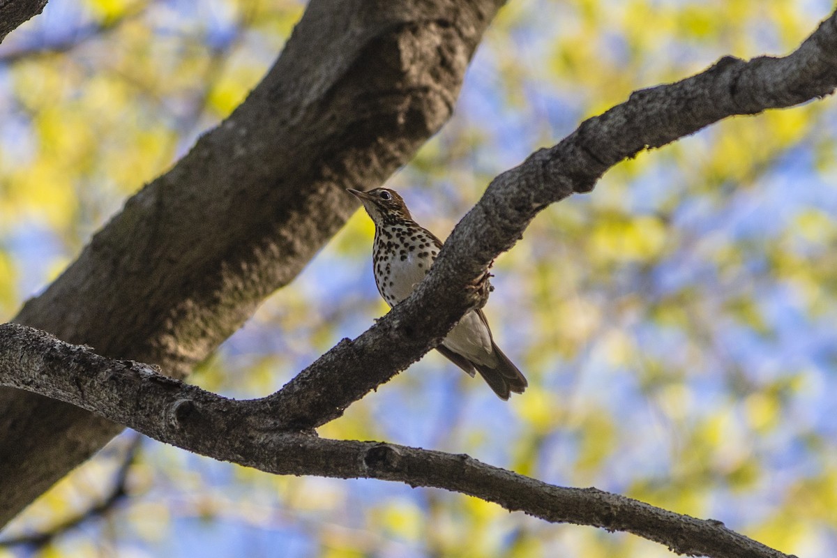 Wood Thrush - ML563811041