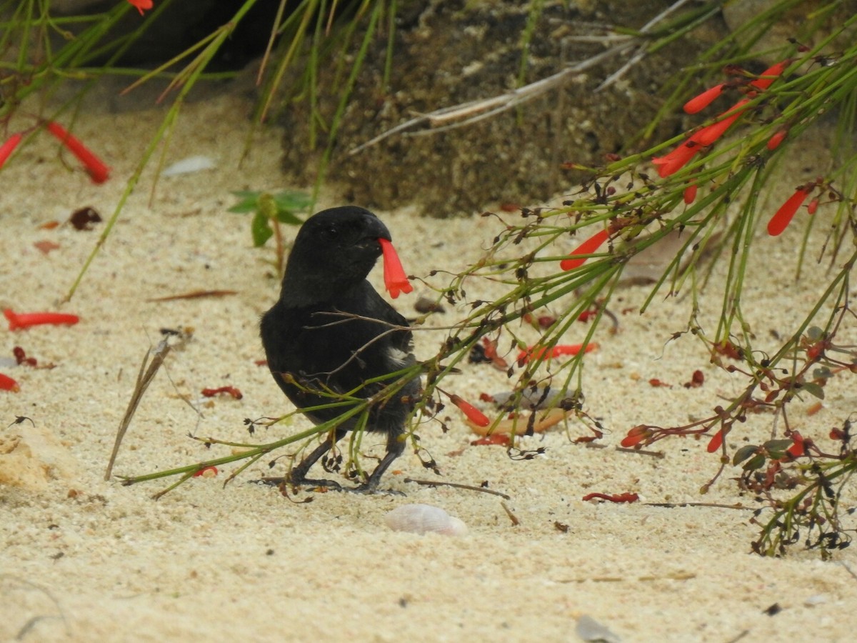 Grand Cayman Bullfinch - ML56381161