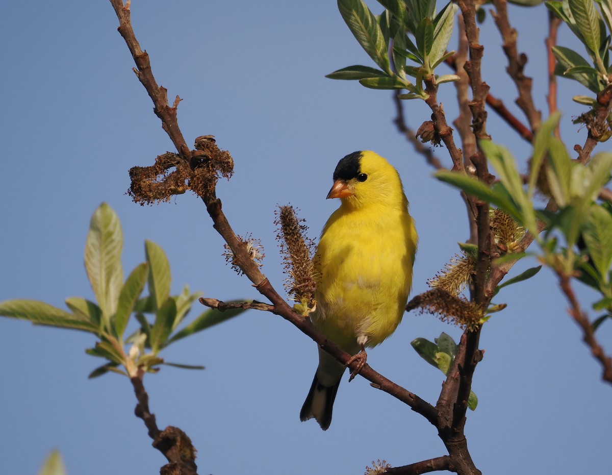 American Goldfinch - ML563812291