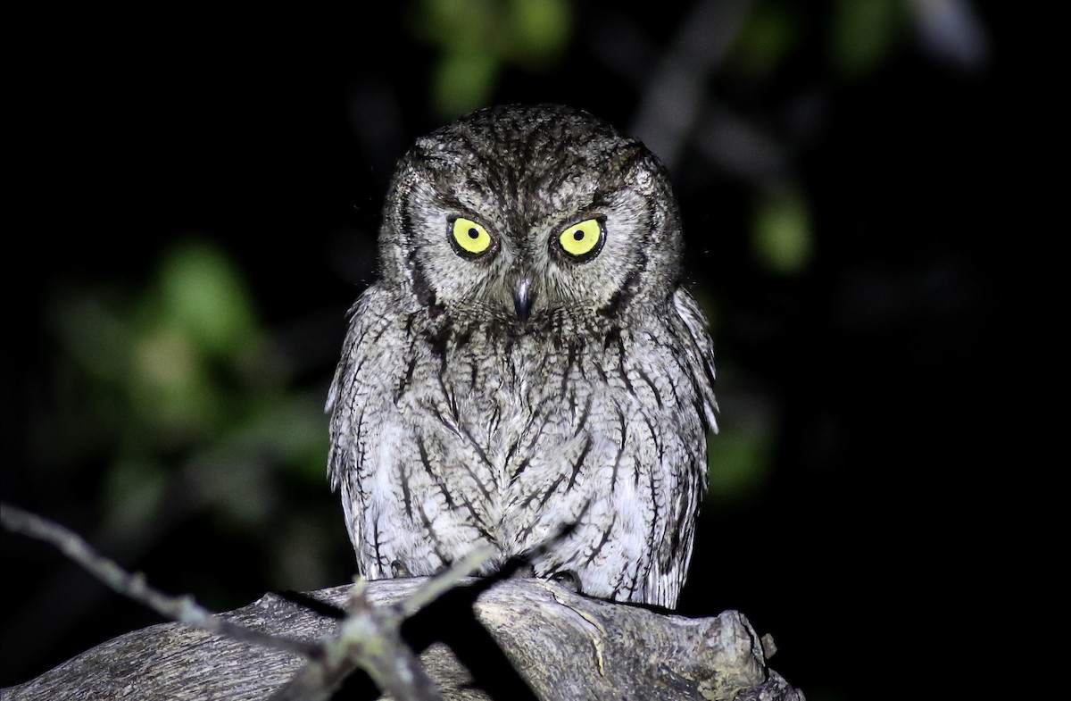 Western Screech-Owl - ML563812591