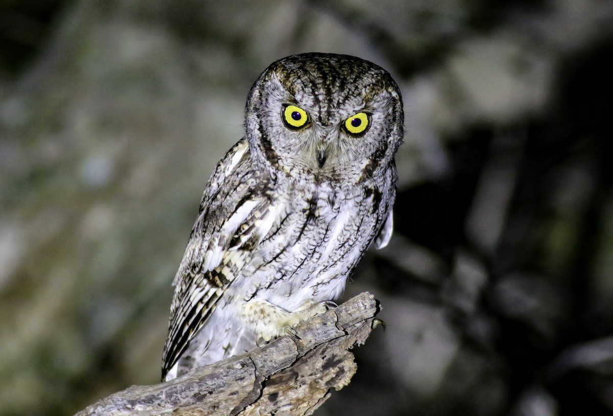 Western Screech-Owl - ML563812601