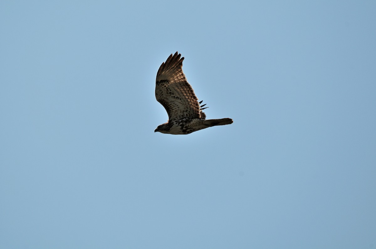 Red-tailed Hawk - ML563813951