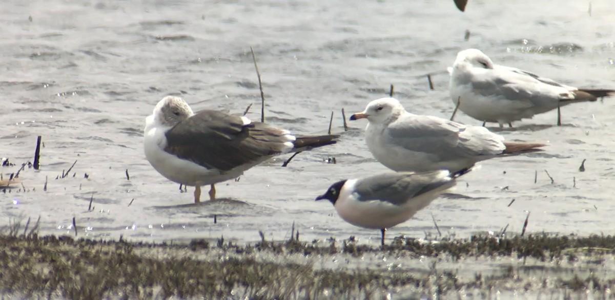 Lesser Black-backed Gull - ML56381401