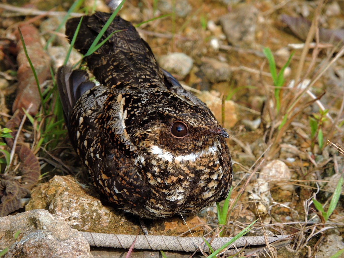 Blackish Nightjar - ML563814121