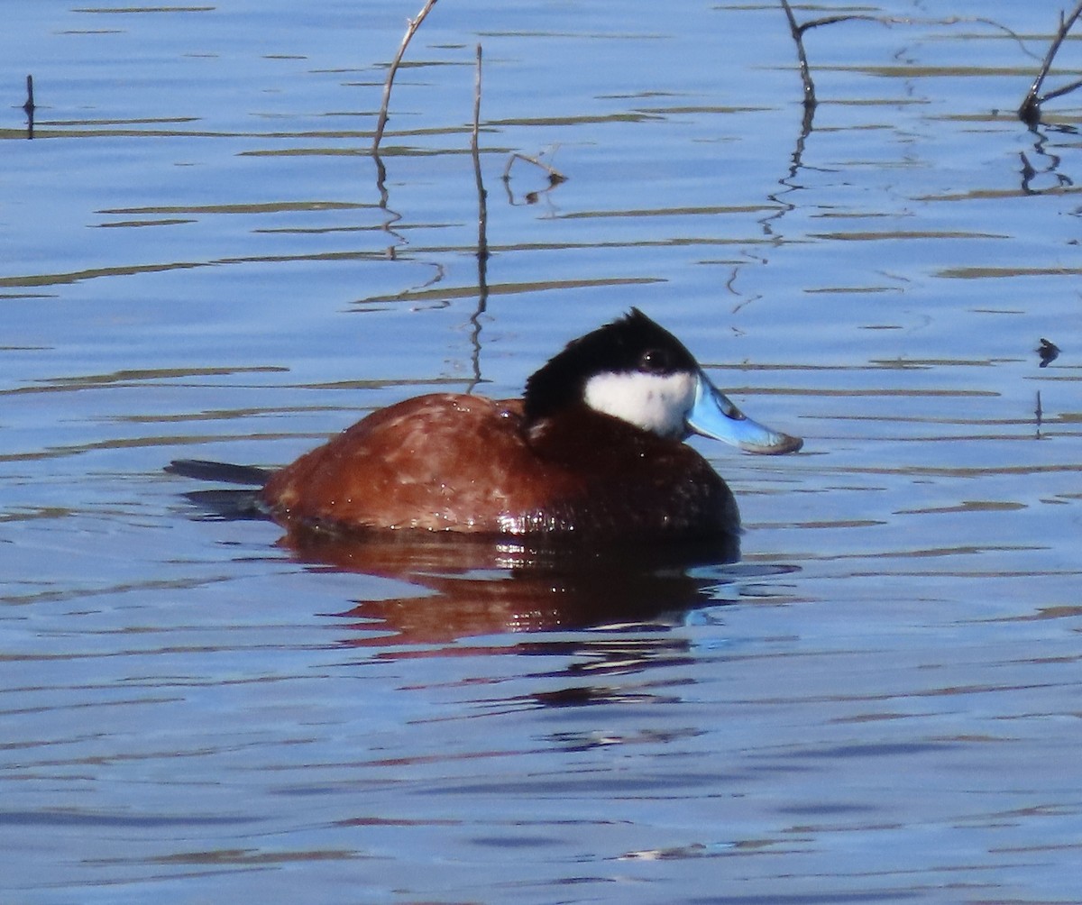 Ruddy Duck - ML563815541