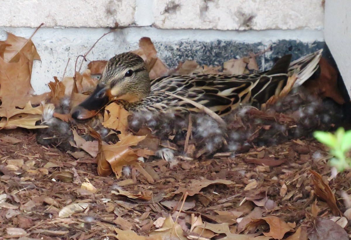 kachna divoká - ML563816911