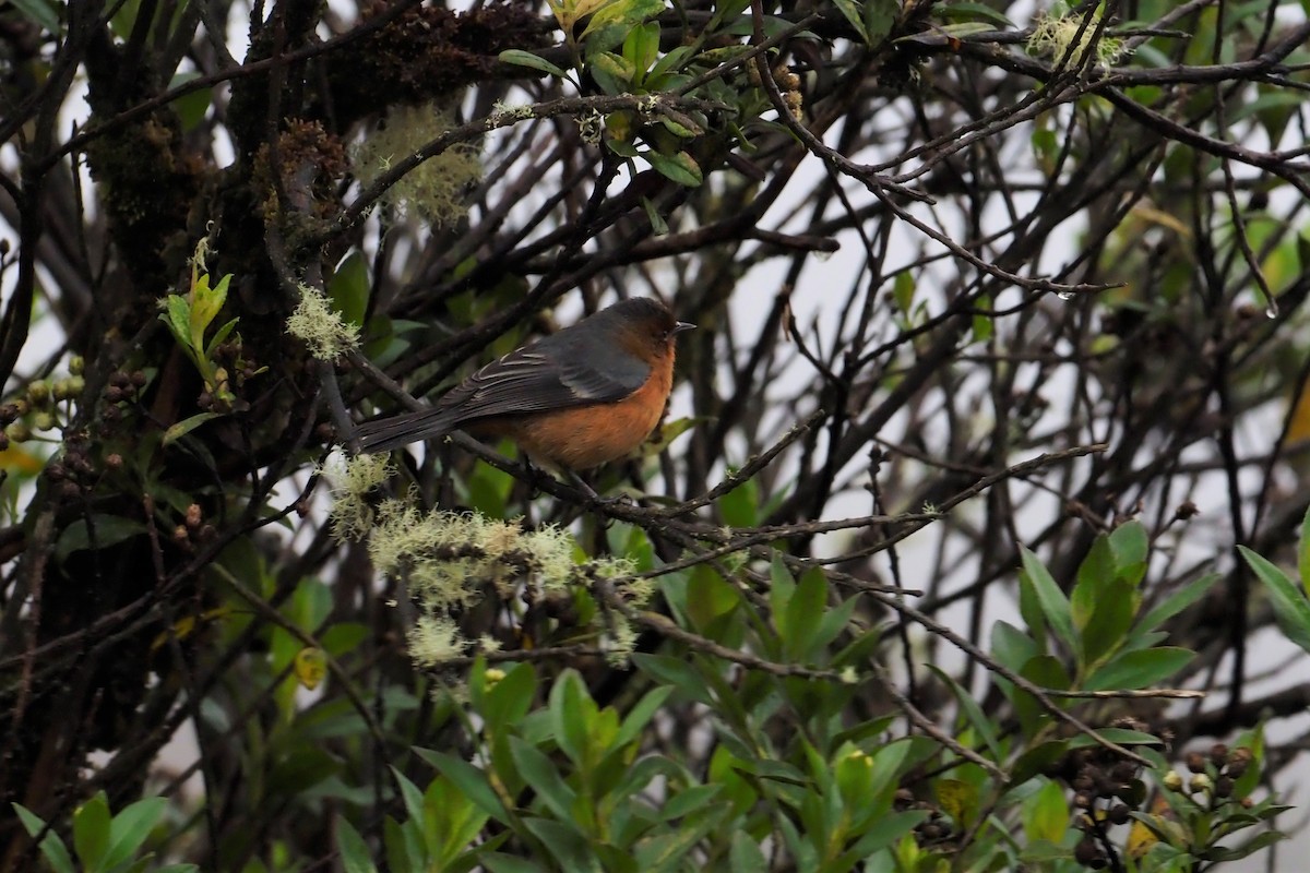 Rufous-browed Conebill - Nick  Kontonicolas