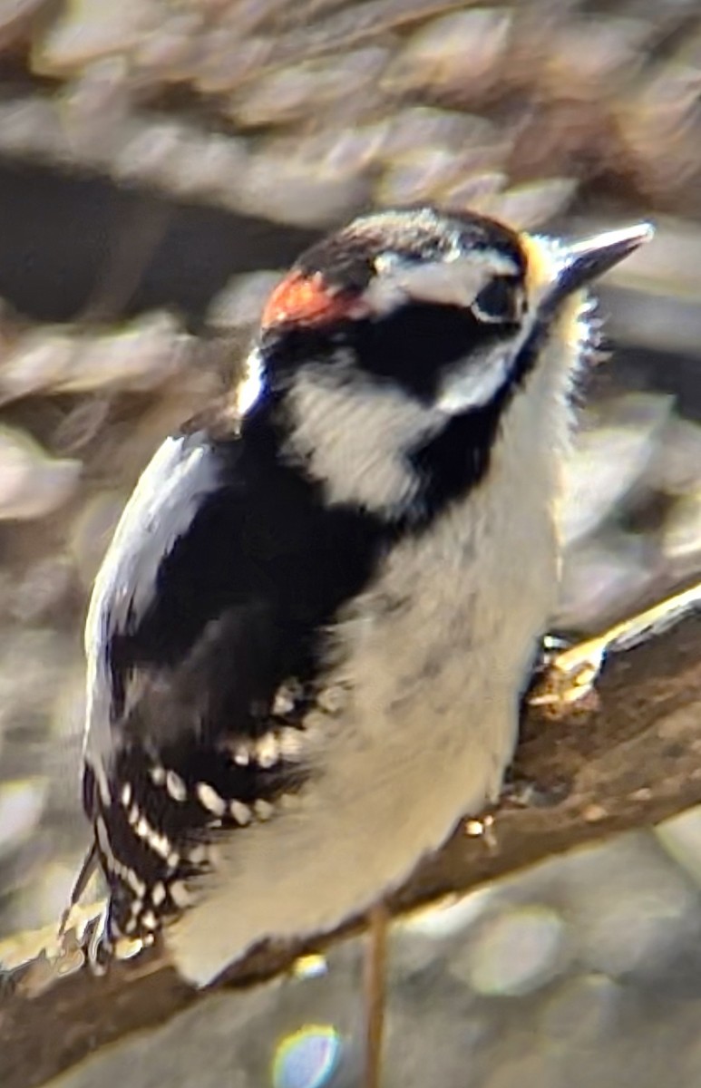 Downy Woodpecker - ML563817461