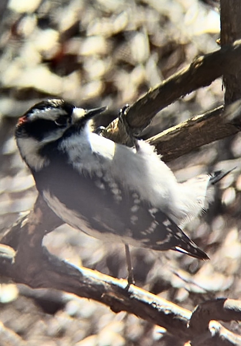 Downy Woodpecker - ML563817471